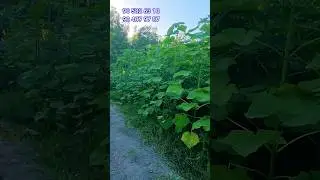Павловния  кучатлари  сотувда  2024