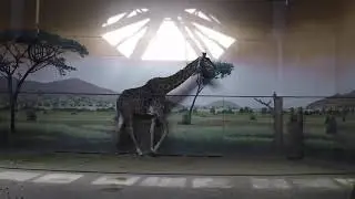 Giraffe Walking (Slow Motion Animation Reference)