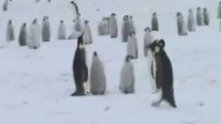 The Emperor Penguins of Atka Bay