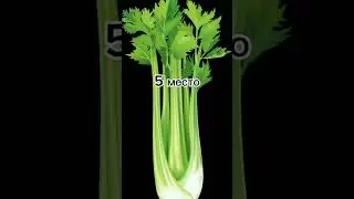 Типичное видео из 2015 года #мем #жиза