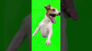 rewind green screengradient background  greenscreen video short