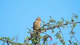 Red-Faced Mousebird, Coliou Quiriva