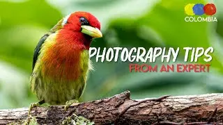 Bird Photography Tips with Steve Sanchez | Expert Guide