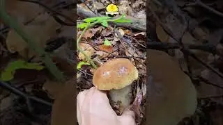 Показвам гората и каква манатарка намерих.