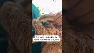 Sloth climbs on man and cuddles