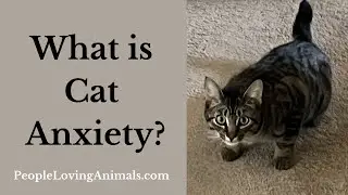 What is Cat Anxiety?  | Symptoms, Causes and Treatment | Cat Anxiety Relief 