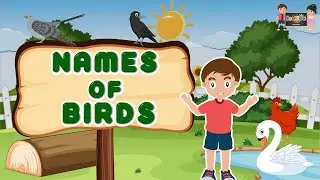 Names of Birds |  Bird names in English | KooBoo | Learn Bird Names | English Kids Learning