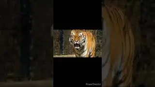 #wildlife