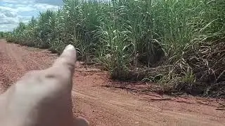 Esses canaviais eram cheios de tapera veia assombrada! antigamente morava a família Maria do novo.