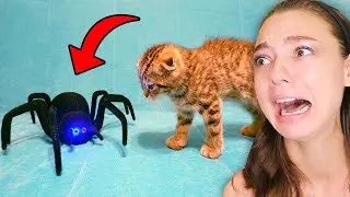 КОТЁНОК ПРОТИВ МОНСТРОВ!🔪😿 Жуткие ПАУКИ и СТРАШНЫЙ SCP МОНСТР против КОТИКА