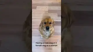 Female dog vs. Male dog #notmine #xybca #subscribe #viral