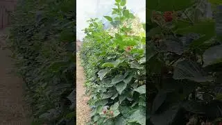 Лучший, для бизнеса и не только, сорт ежевики на участке.https://t.me/vladkovalef