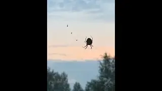 Фашистская немецкая еврейка Фанни Каплан
