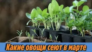 Что посеять в МАРТЕ на рассаду Вот какие ОВОЩИ нужно посеять в марте Оптимальные СРОКИ ПОСЕВА СЕМЯН