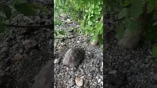 Спас черепаху под Кабардинкой