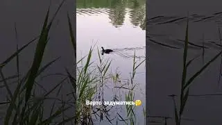 Життя і шахи! Варто задуматиссь! Україна, правда життя.