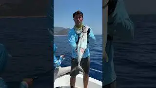 CEYLAN PALAMUTU AVI