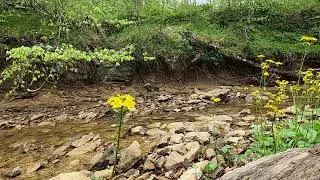 Farm sounds by the creek