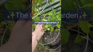 Free veggie garden #shorts