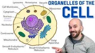 Cell Organelles - Explained in a way that finally makes sense!