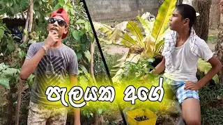 පැලයක් හිටවමු ||Let's plant a plant || Hotta
