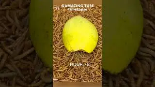 10.000 Worms Vs Mango