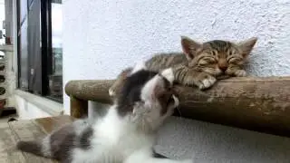 Kitten can sleep through anything