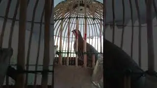 Кабги рашт