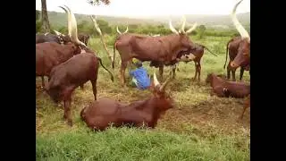 land of milk and honey