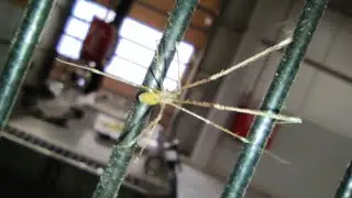 Паук Фолькус-фаланговидный🕷️