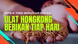 Kacer Seperti ini? Berikan Ulat Hongkong Setiap Hari