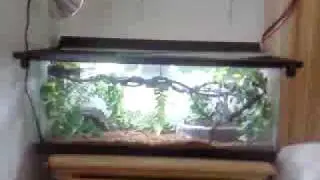 new Ball python and its setup