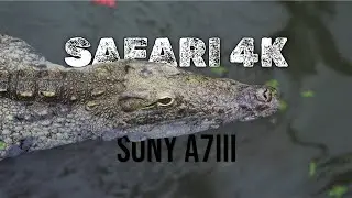 4K SAFARI - Cinematic Video (Sony A7III)