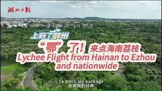 How Lychee King travels 1000 miles from Hainan to Wuhan