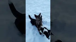 *руби и лесси на прогулке резвятся*