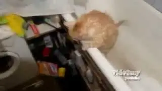 про котов и кошек 2013   1я часть