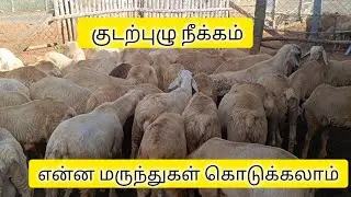 நாங்கள் இந்த ஃபேட்ஜ் குட்டிகளுக்கு இப்படி தான் குடற்புழு நீக்கம் செய்தோம் ங்க