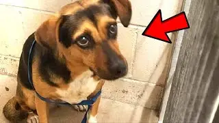 The family left their dog at the shelter for a couple of days and... did not come back for him