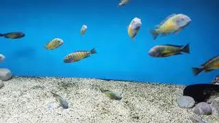 Tropheus Kalambo Wc