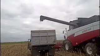 уборка подсолнечника 2021