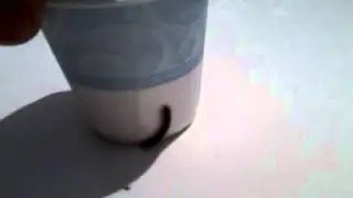 Baby millipede found outside our house.