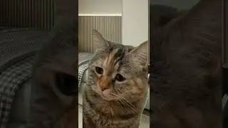 Не покупайте эту колонку! #рекомендации #милота #котики #актив