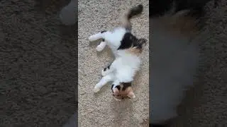 Ядевочка-я хочу колечко!!!🐱😻🐈