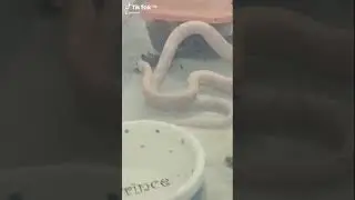 Ловите прикол от Карамельки! Смотреть до конца!