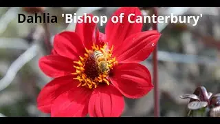 Dahlia 'Bishop of Canterbury' | Red flowered | gervenbulbs.com