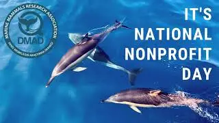 National NonProfit Day - DMAD - Marine Mammals Research Association