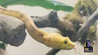 Happy World Snake Day!