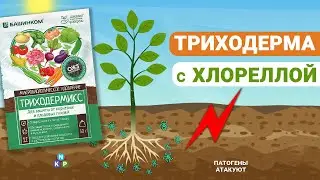 Триходермикс - обзор микробиологического препарата
