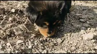 gaddi kutta||himaliyan mastiff||bhotiya dog#like