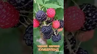 Черная малина КУМБЕРЛЕНД. #сад #огород #ягодамалинка #малина #обрезка